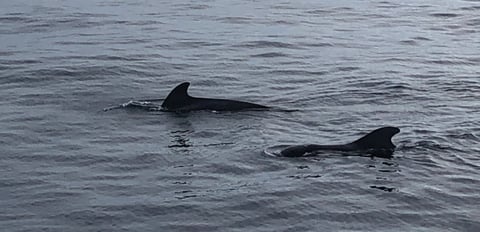 Dolphins in the ocean