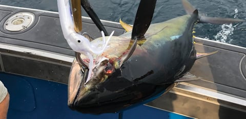 Close-up of fish on hook