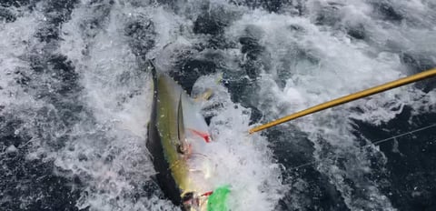 Fish being reeled in