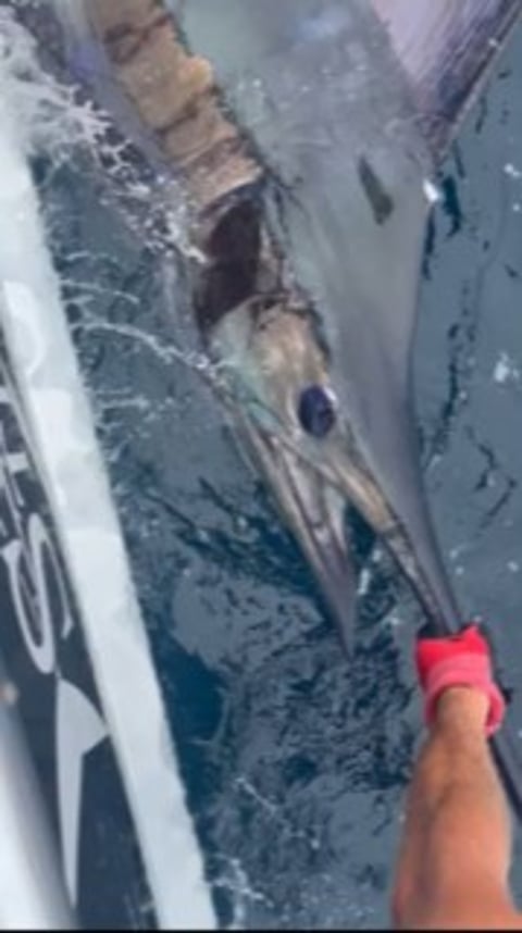 July 22, 2024 catch