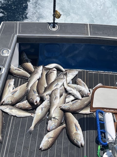 June 29, 2023 catch