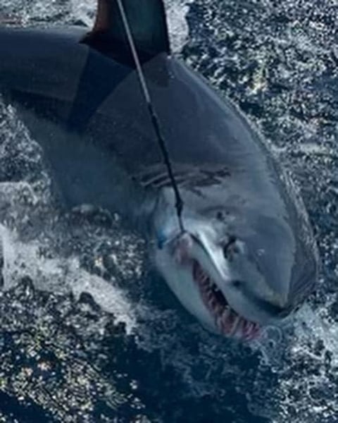 Mako shark catch 2022