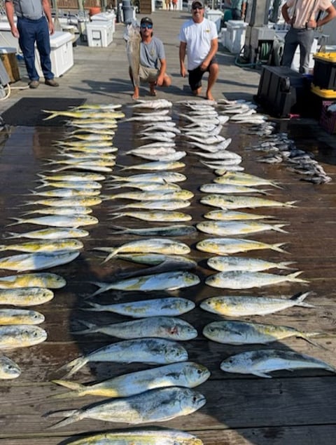 mahi tile sea bass