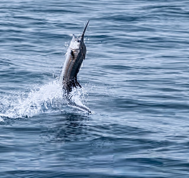 Offshore bite continues- Bigeye, wahoo, blue marlin