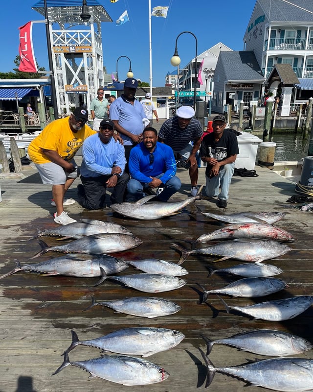 YFT Bite/ Tile Sea Bass Limits