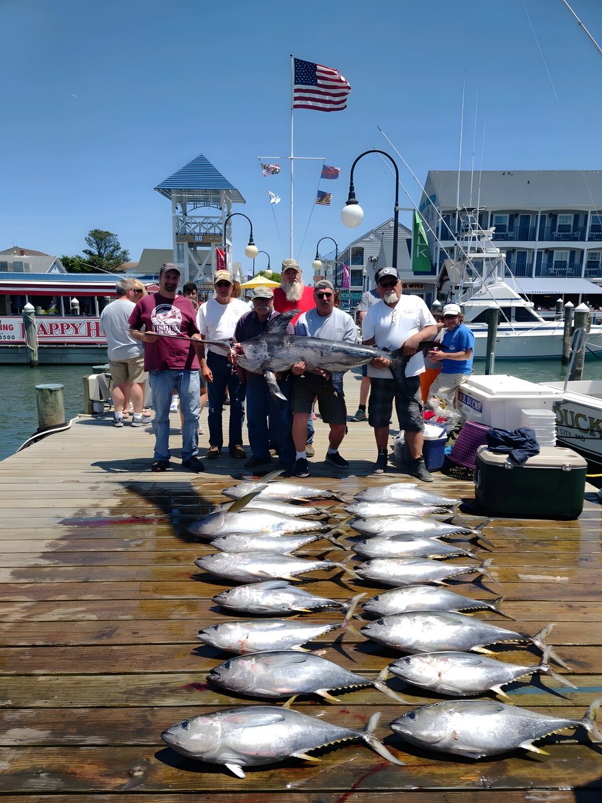 Fatty YFT, daytime sword