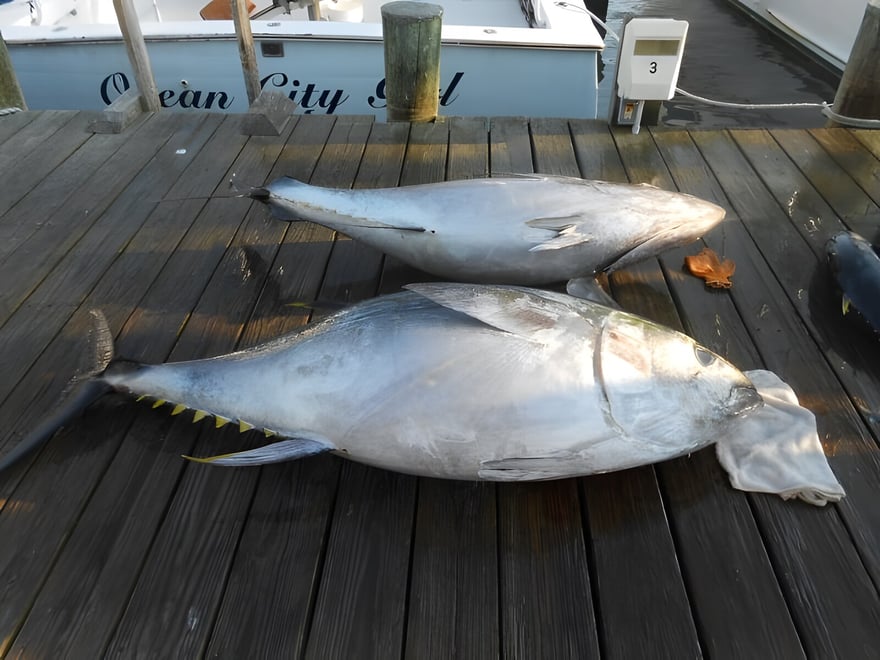 Fishing Report For: October 7, 2013