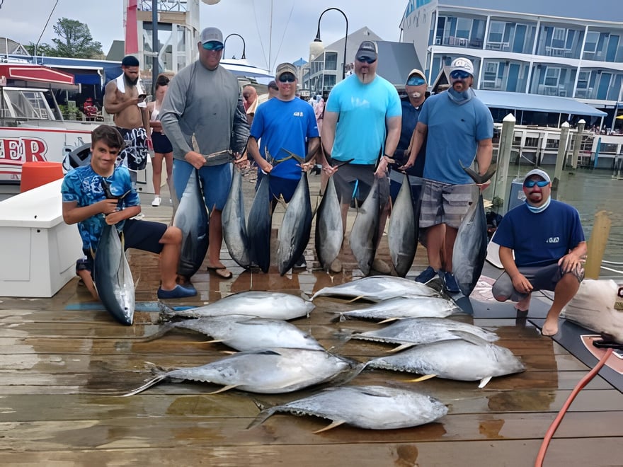 YFT INSHORE CHUNK BITE