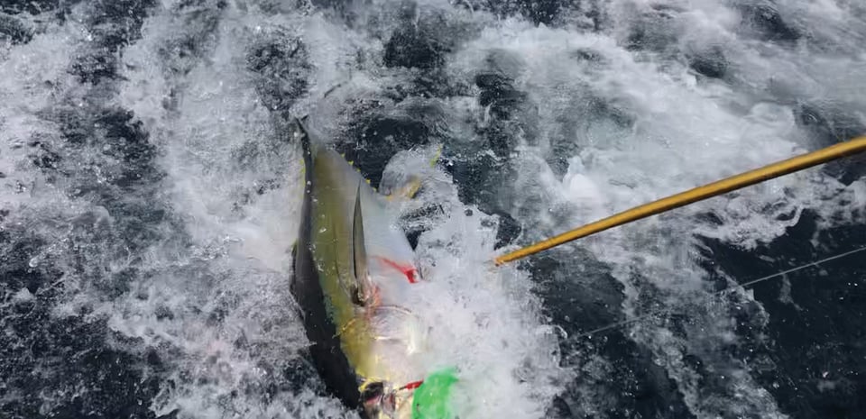 Fish being reeled in