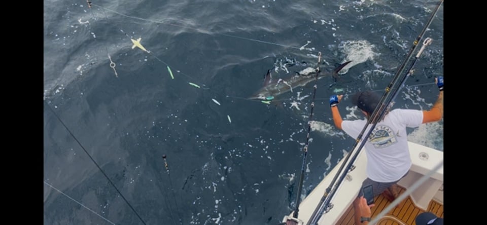 White marlin