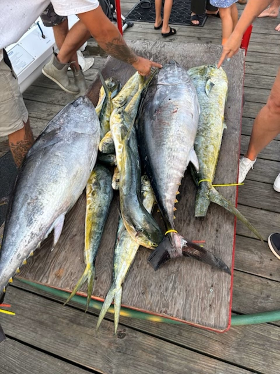 Big fish classic bft mahi