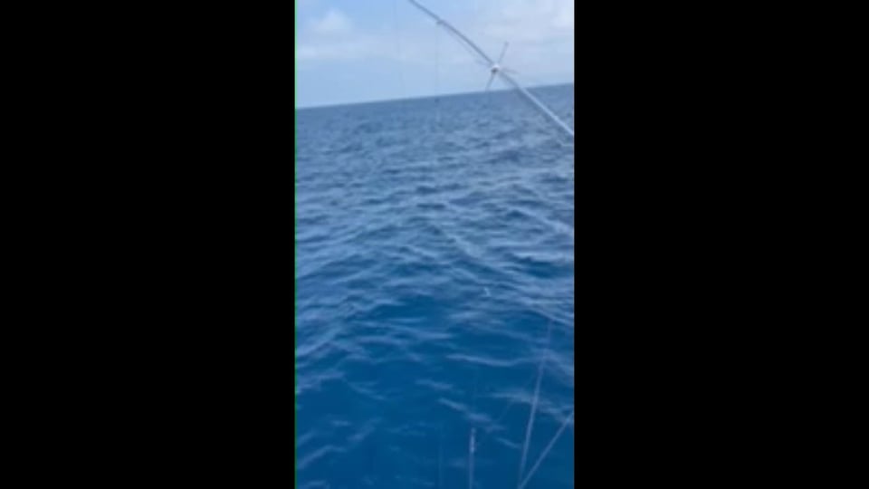large bull mahi taking the bait